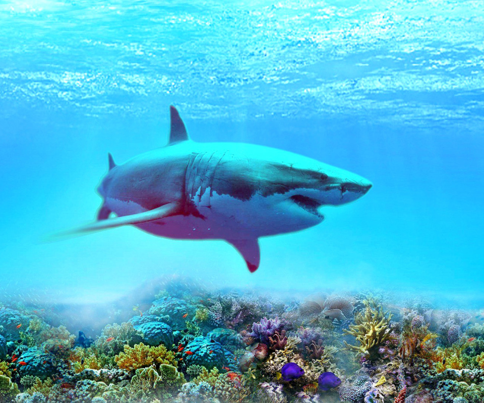 Great white shark wallpaper 960x800