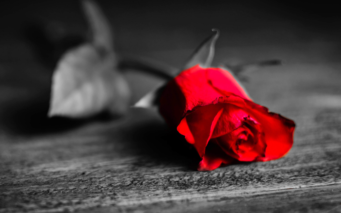 Обои Red Rose On Wooden Surface 1440x900