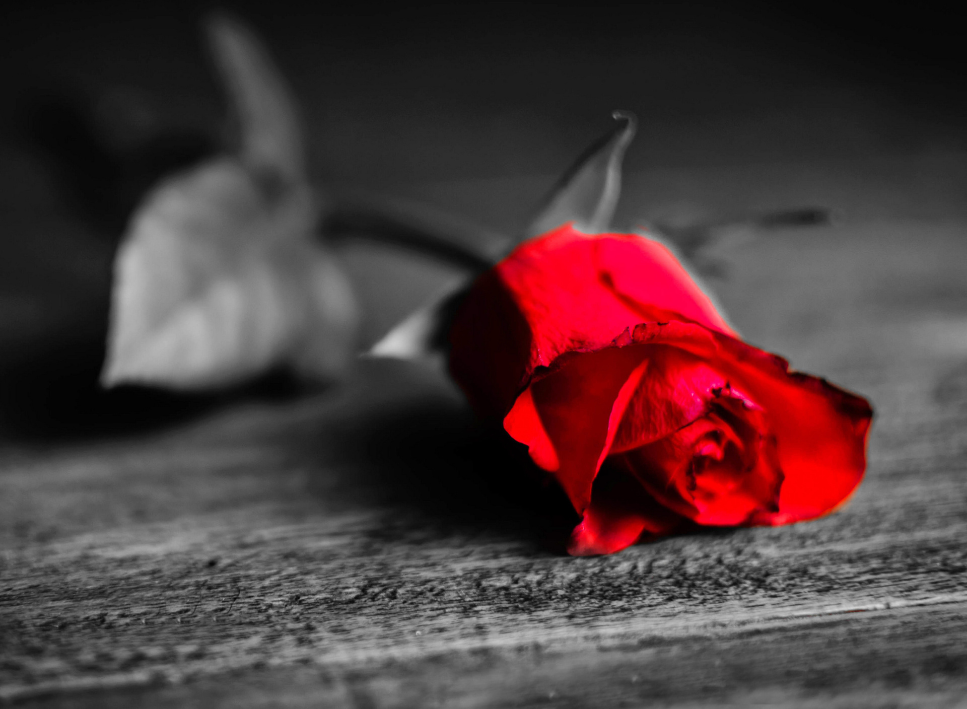 Обои Red Rose On Wooden Surface 1920x1408