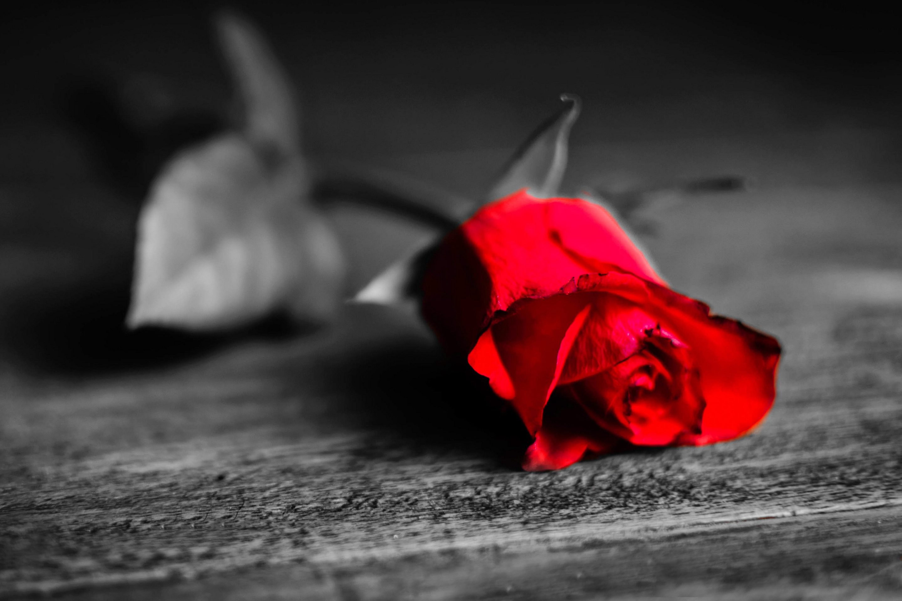 Red Rose On Wooden Surface wallpaper 2880x1920