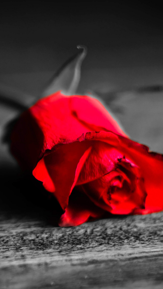 Das Red Rose On Wooden Surface Wallpaper 640x1136