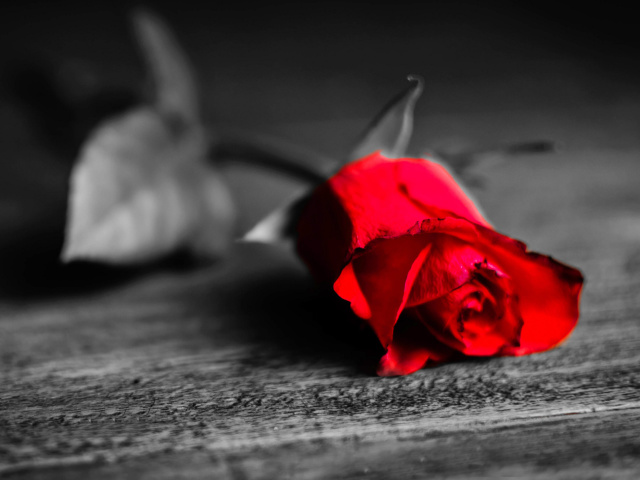 Обои Red Rose On Wooden Surface 640x480
