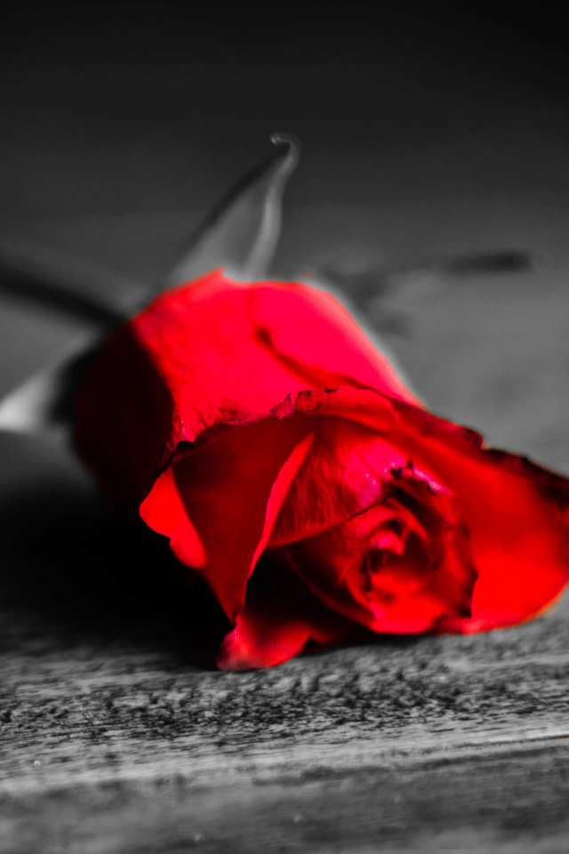 Red Rose On Wooden Surface screenshot #1 640x960