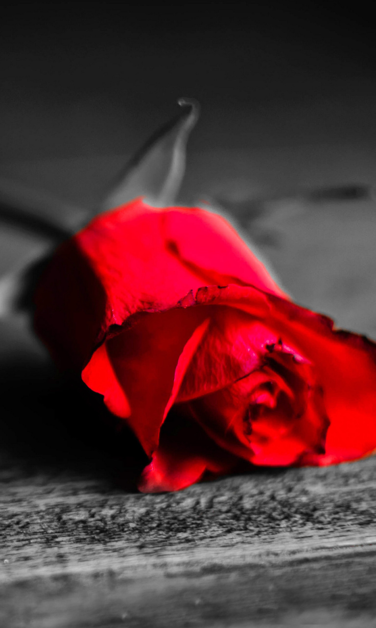 Red Rose On Wooden Surface wallpaper 768x1280