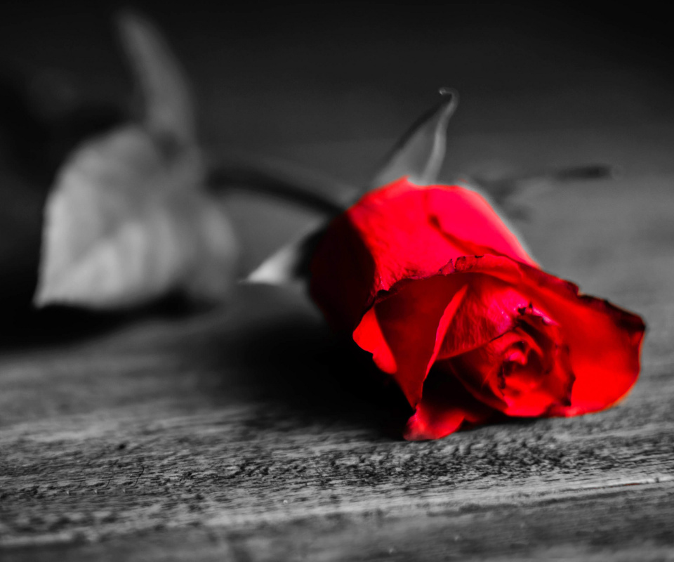 Red Rose On Wooden Surface screenshot #1 960x800