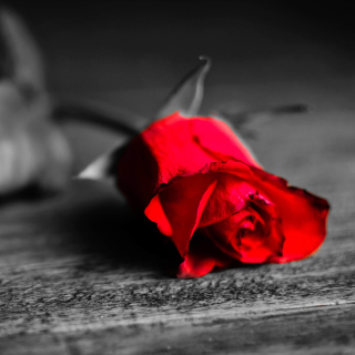 Red Rose On Wooden Surface - Obrázkek zdarma pro 128x128