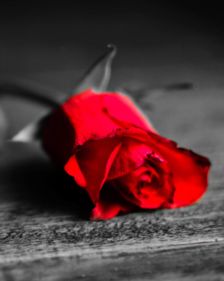 Red Rose On Wooden Surface - Obrázkek zdarma pro 132x176