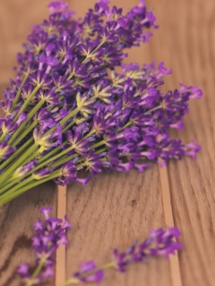 Das French Lavender Bouquet Wallpaper 240x320