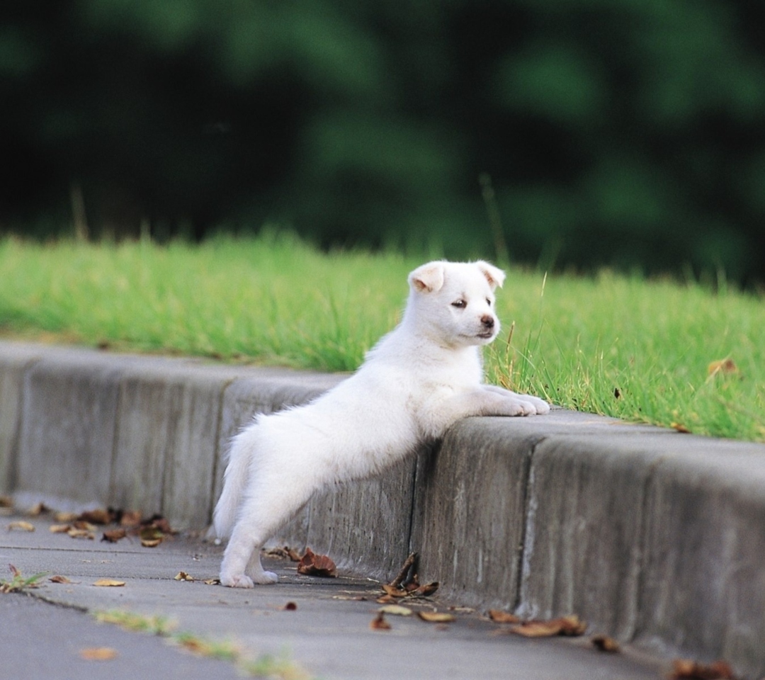 Fondo de pantalla White Puppy Walking 1080x960