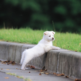 White Puppy Walking - Obrázkek zdarma pro 1024x1024