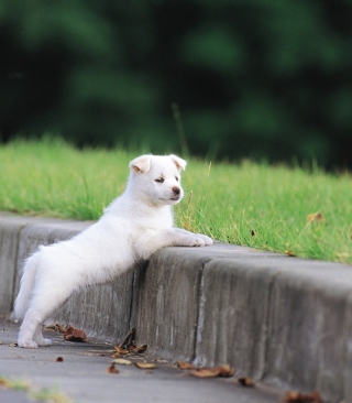 White Puppy Walking - Obrázkek zdarma pro Nokia Asha 300