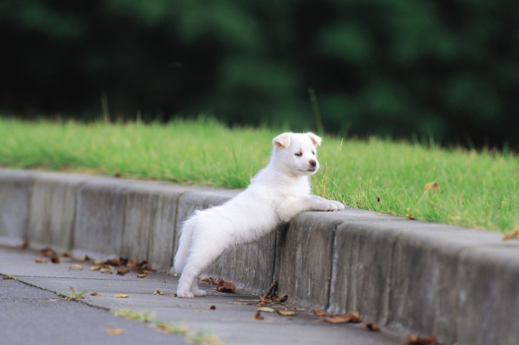 Screenshot №1 pro téma White Puppy Walking