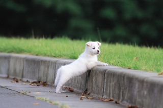 White Puppy Walking - Obrázkek zdarma pro Fullscreen Desktop 1024x768