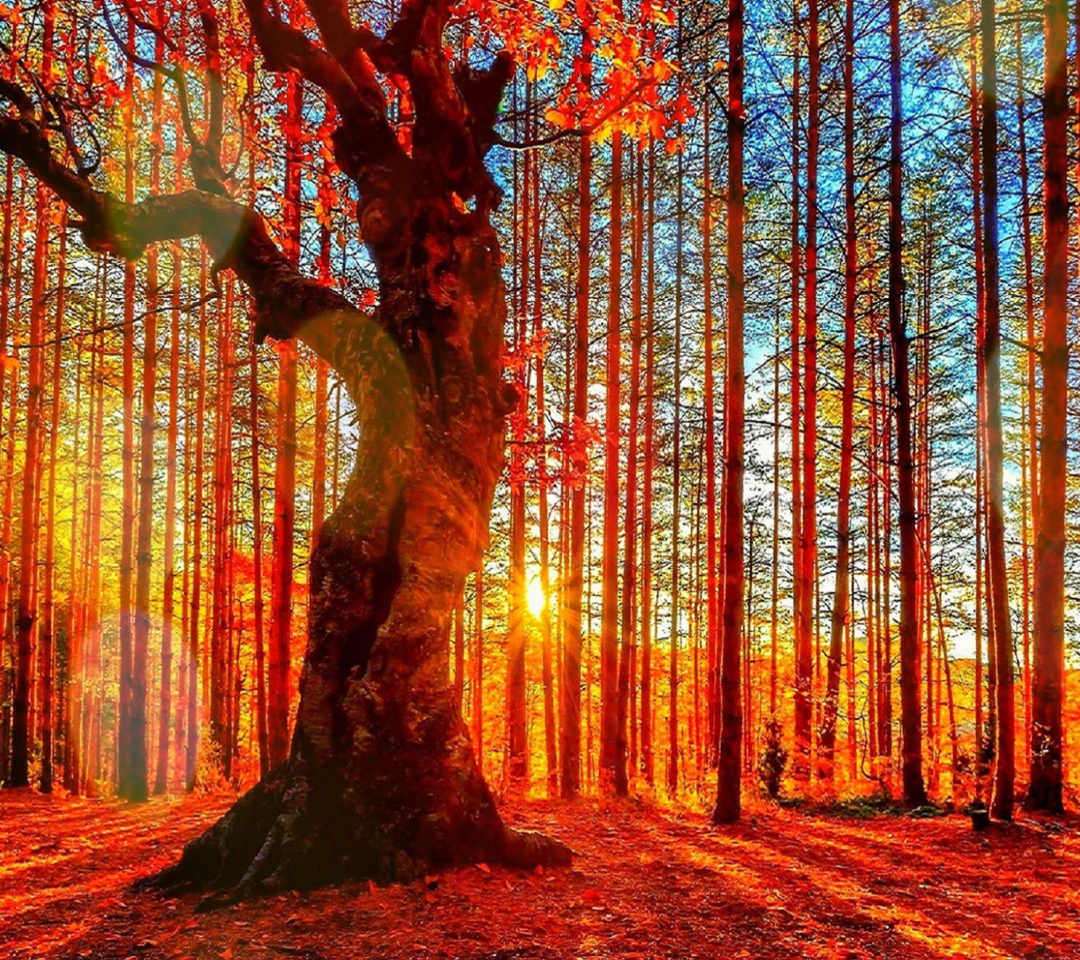 Sfondi Forest Autumn Sunset 1080x960