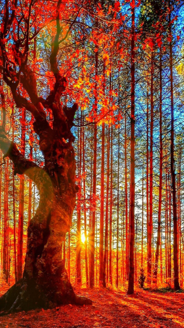 Sfondi Forest Autumn Sunset 360x640