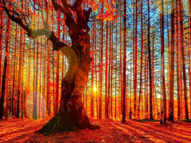 Обои Forest Autumn Sunset 640x480