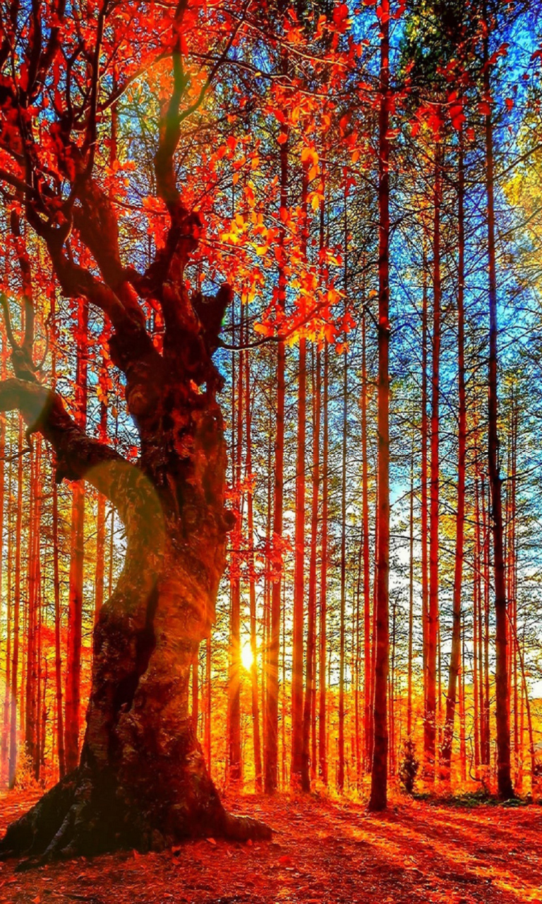 Sfondi Forest Autumn Sunset 768x1280