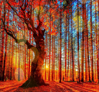 Kostenloses Forest Autumn Sunset Wallpaper für iPad Air