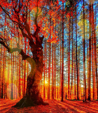 Forest Autumn Sunset - Obrázkek zdarma pro 320x480