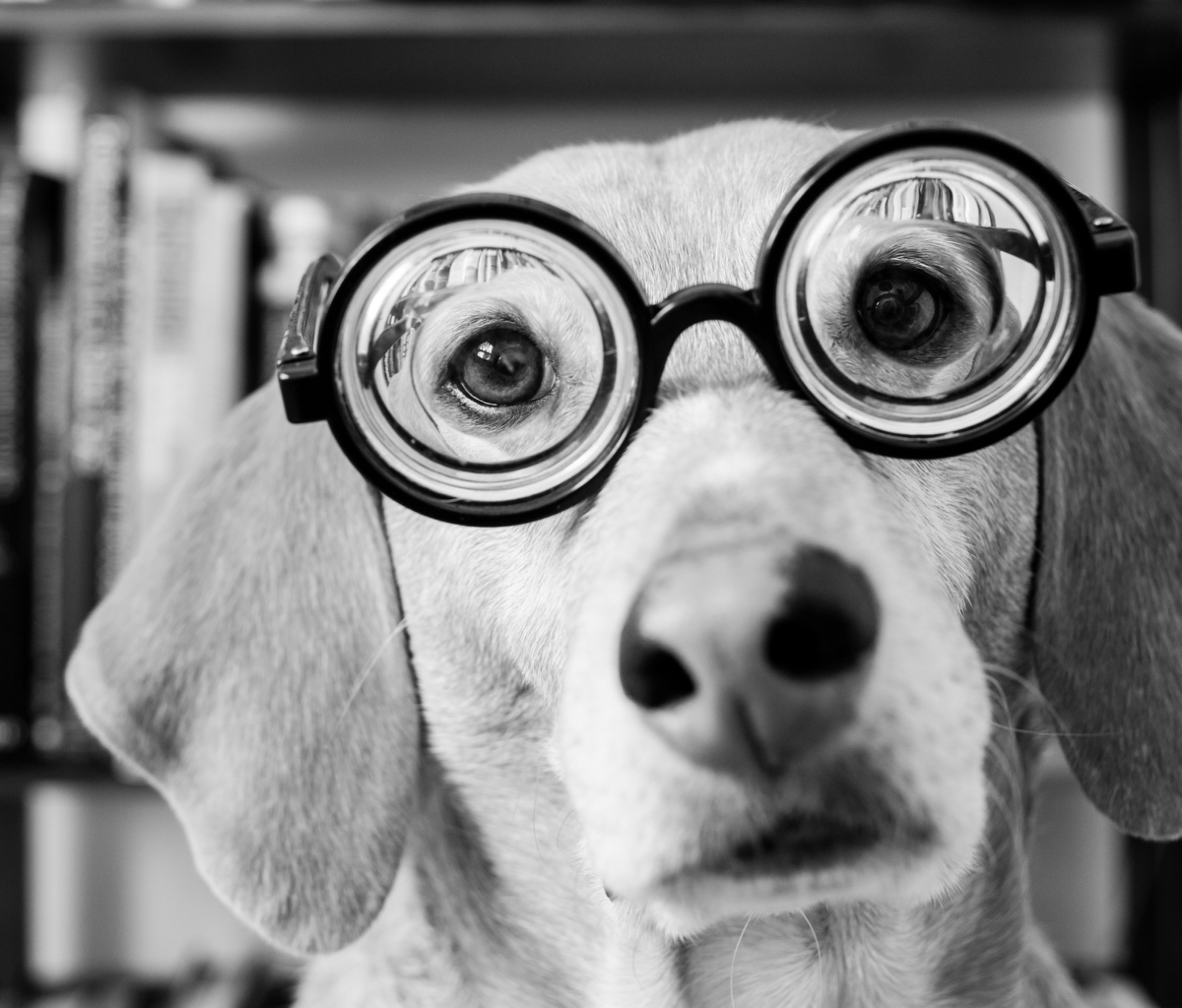 Das Funny Dog Wearing Glasses Wallpaper 1200x1024