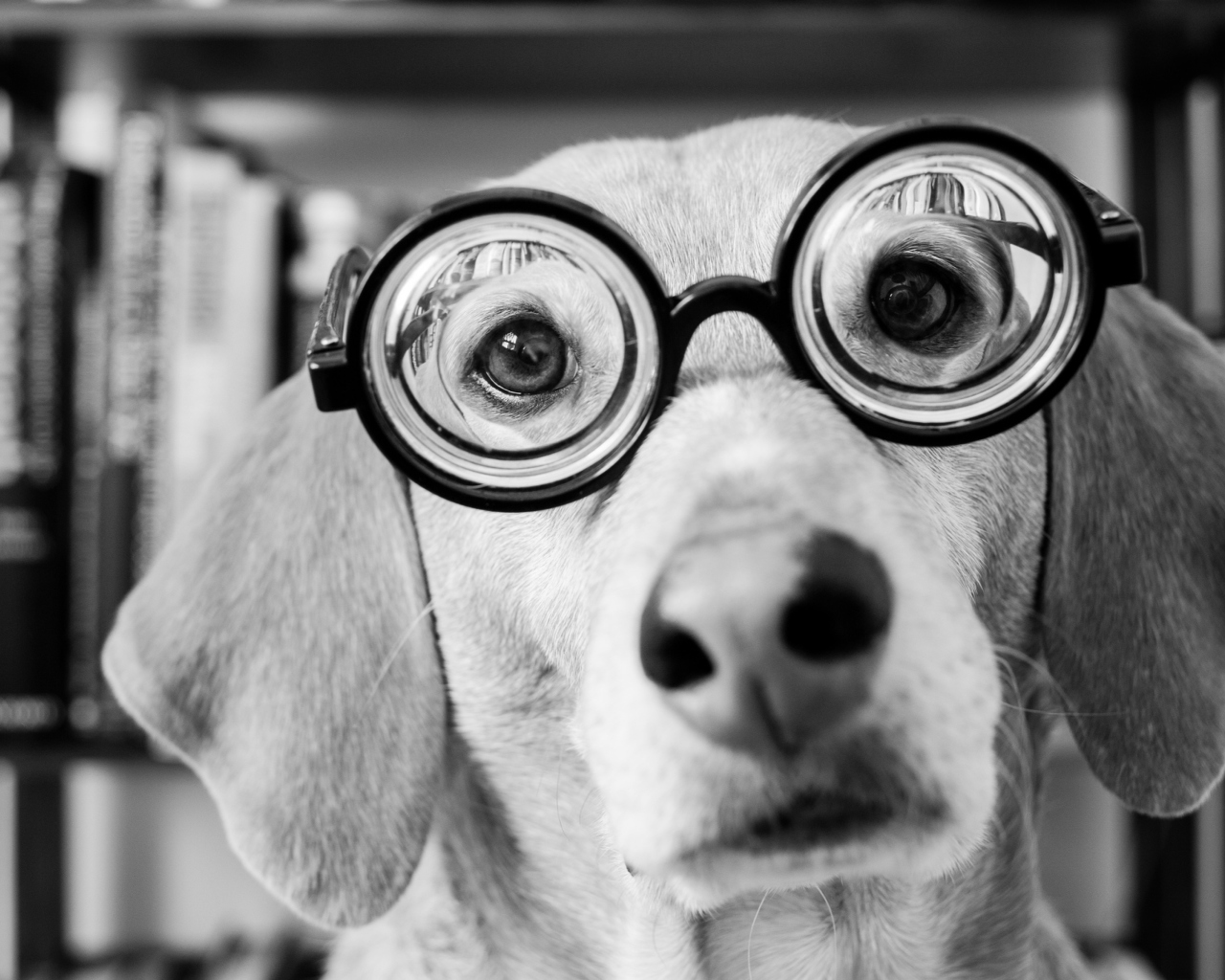 Screenshot №1 pro téma Funny Dog Wearing Glasses 1280x1024