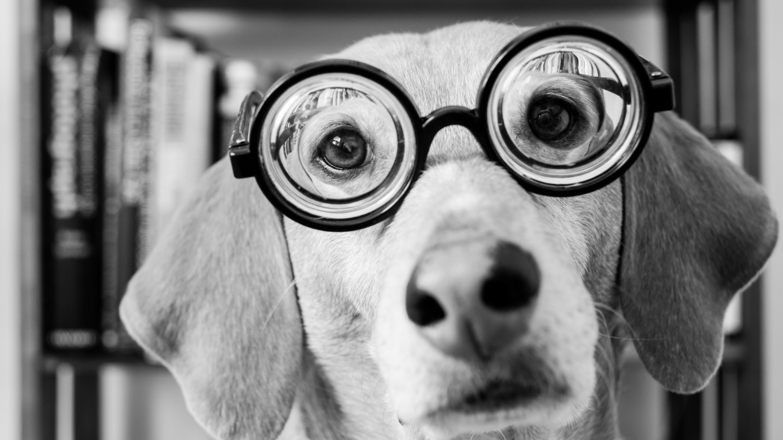 Screenshot №1 pro téma Funny Dog Wearing Glasses 1600x900