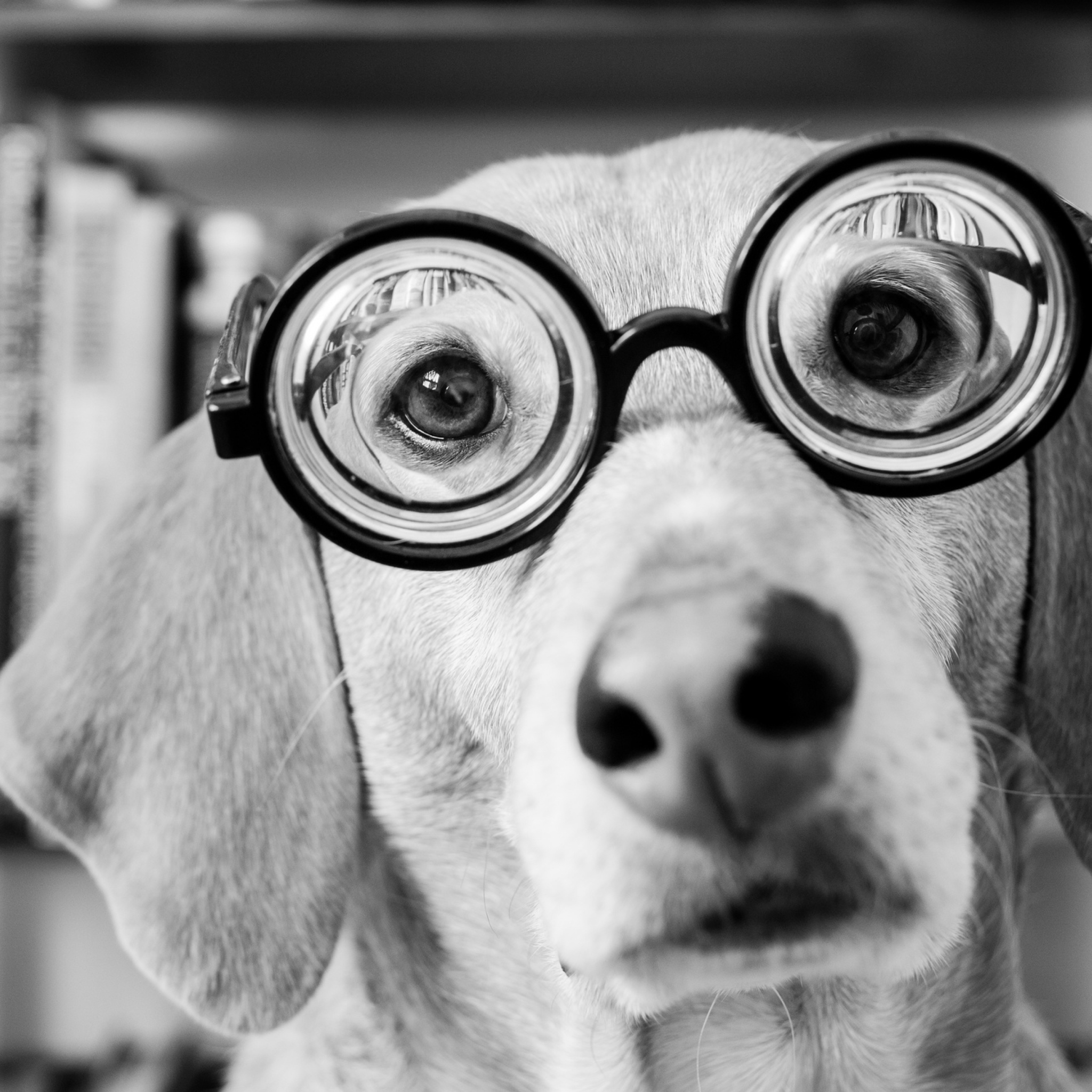 Sfondi Funny Dog Wearing Glasses 2048x2048