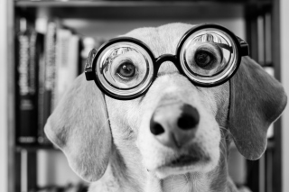 Funny Dog Wearing Glasses Wallpaper for Android, iPhone and iPad