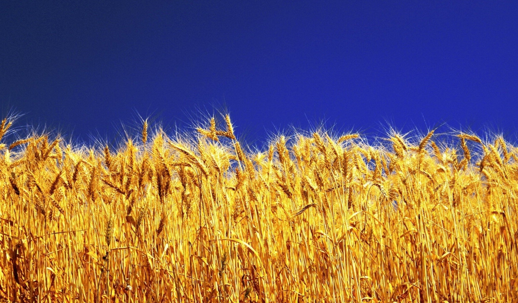 Das Wheat Field Wallpaper 1024x600