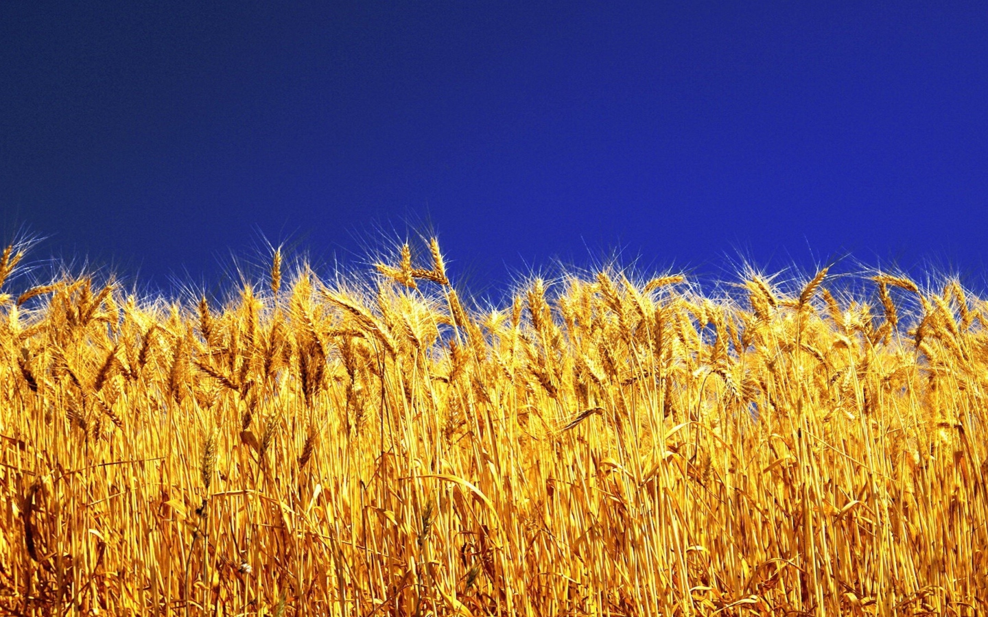 Sfondi Wheat Field 1440x900