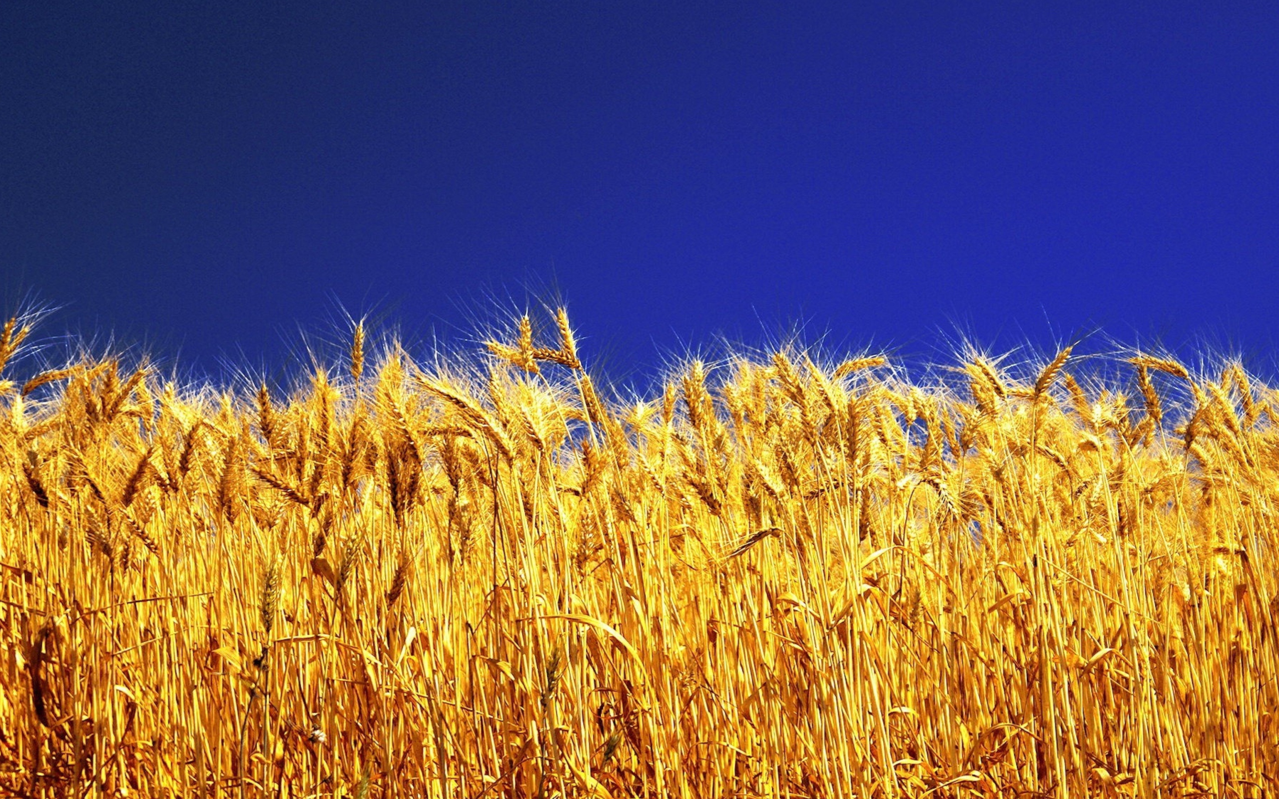 Wheat Field screenshot #1 2560x1600