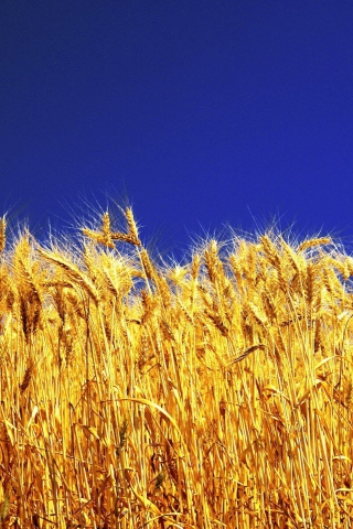 Wheat Field screenshot #1 320x480