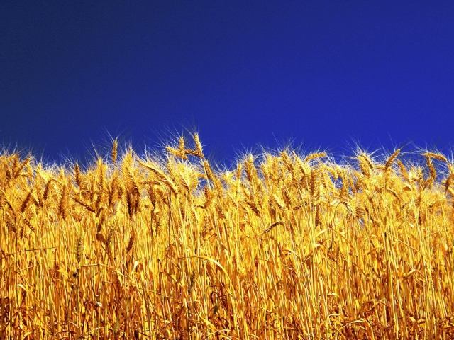 Wheat Field wallpaper 640x480