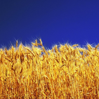 Kostenloses Wheat Field Wallpaper für iPad Air