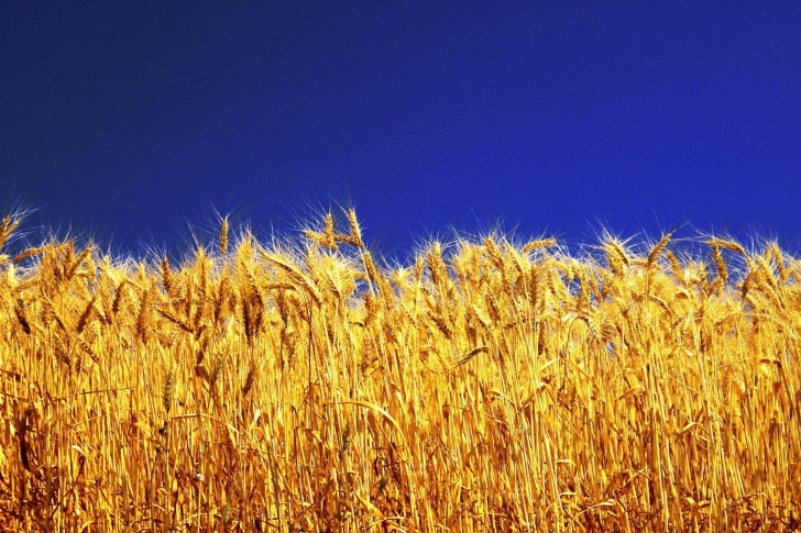 Wheat Field wallpaper