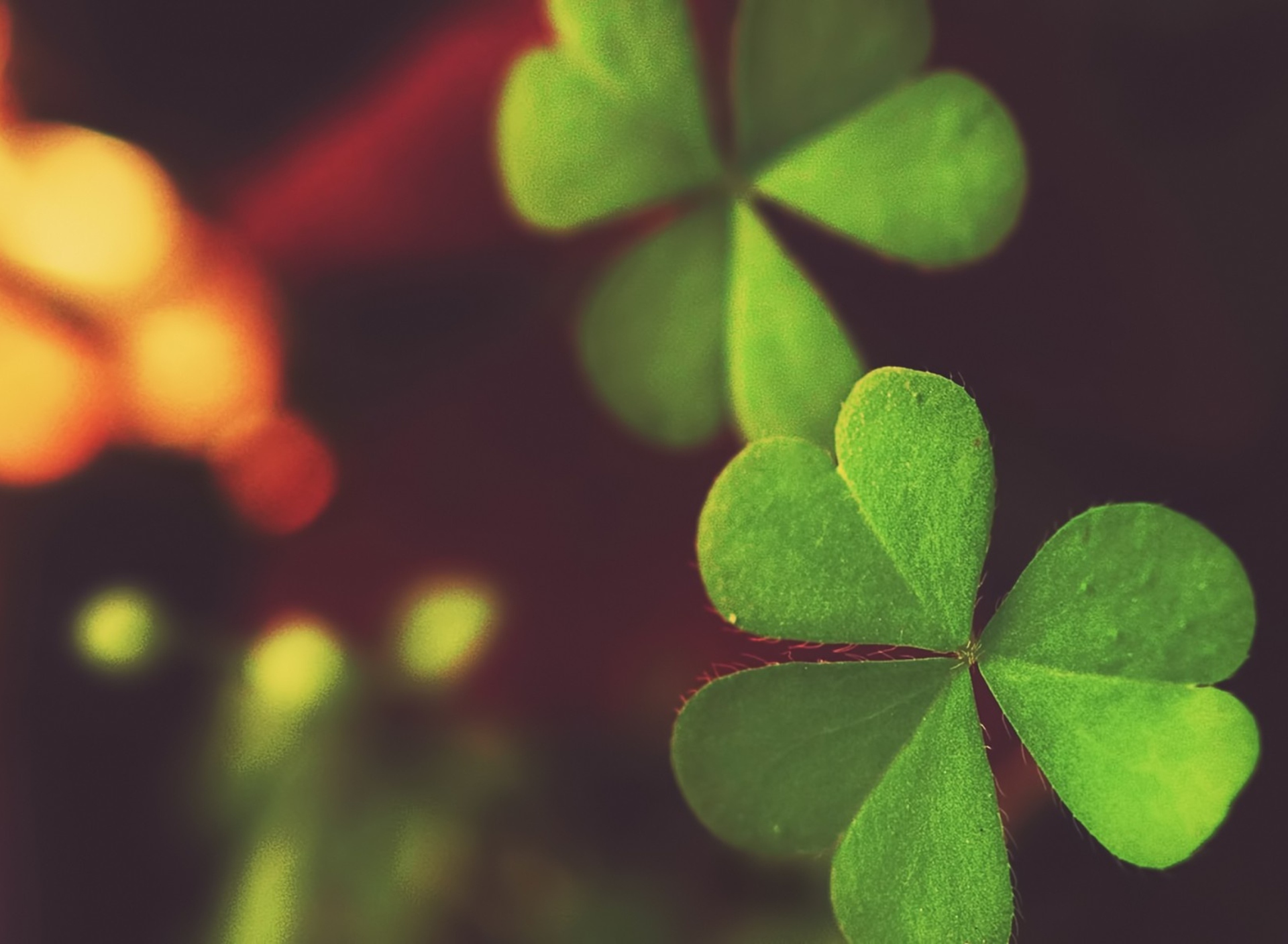 Das Clover Wallpaper 1920x1408