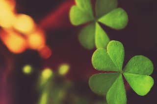 Free Clover Picture for Android, iPhone and iPad
