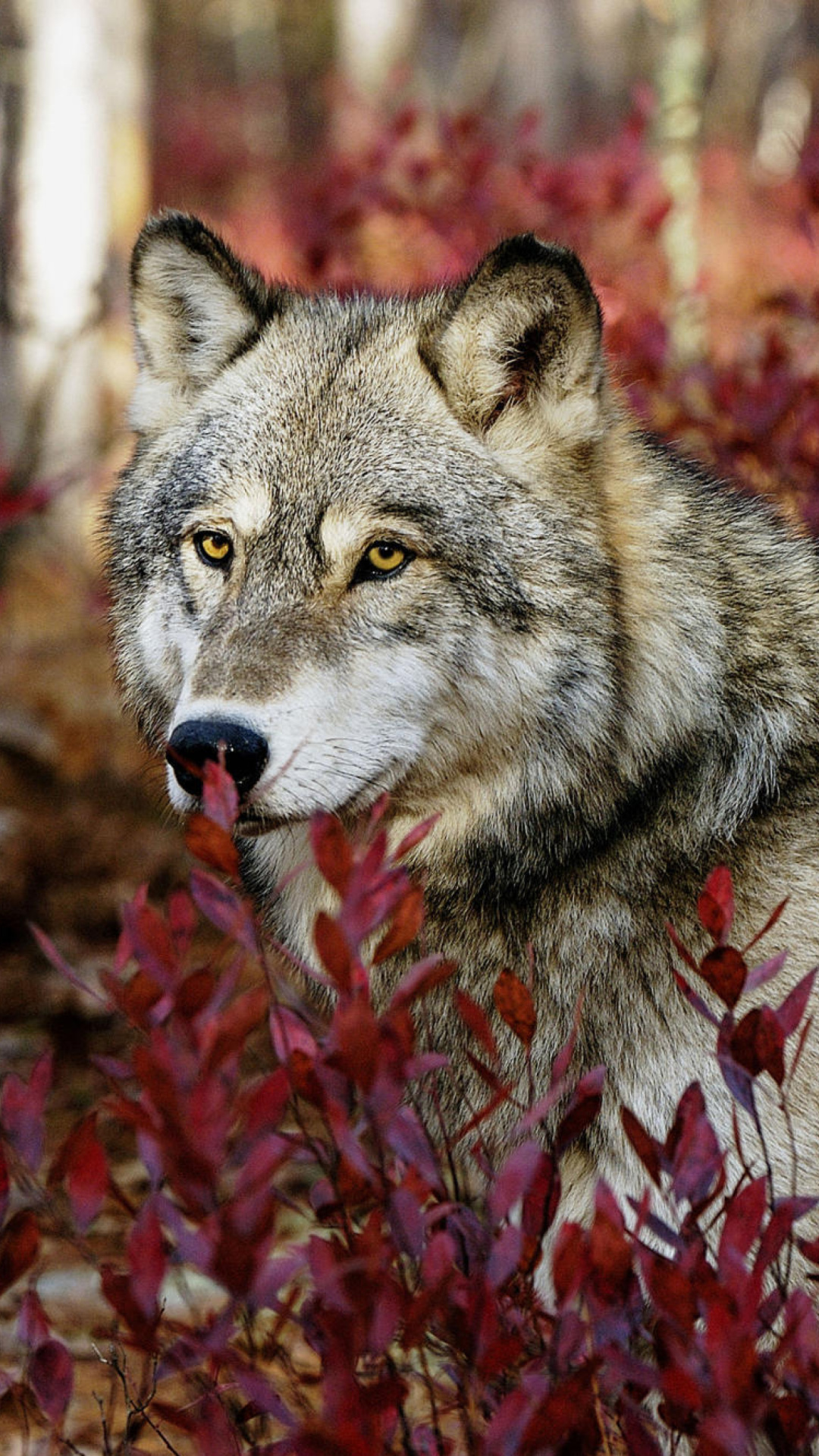 Gray Wolf In USA Forest wallpaper 1080x1920