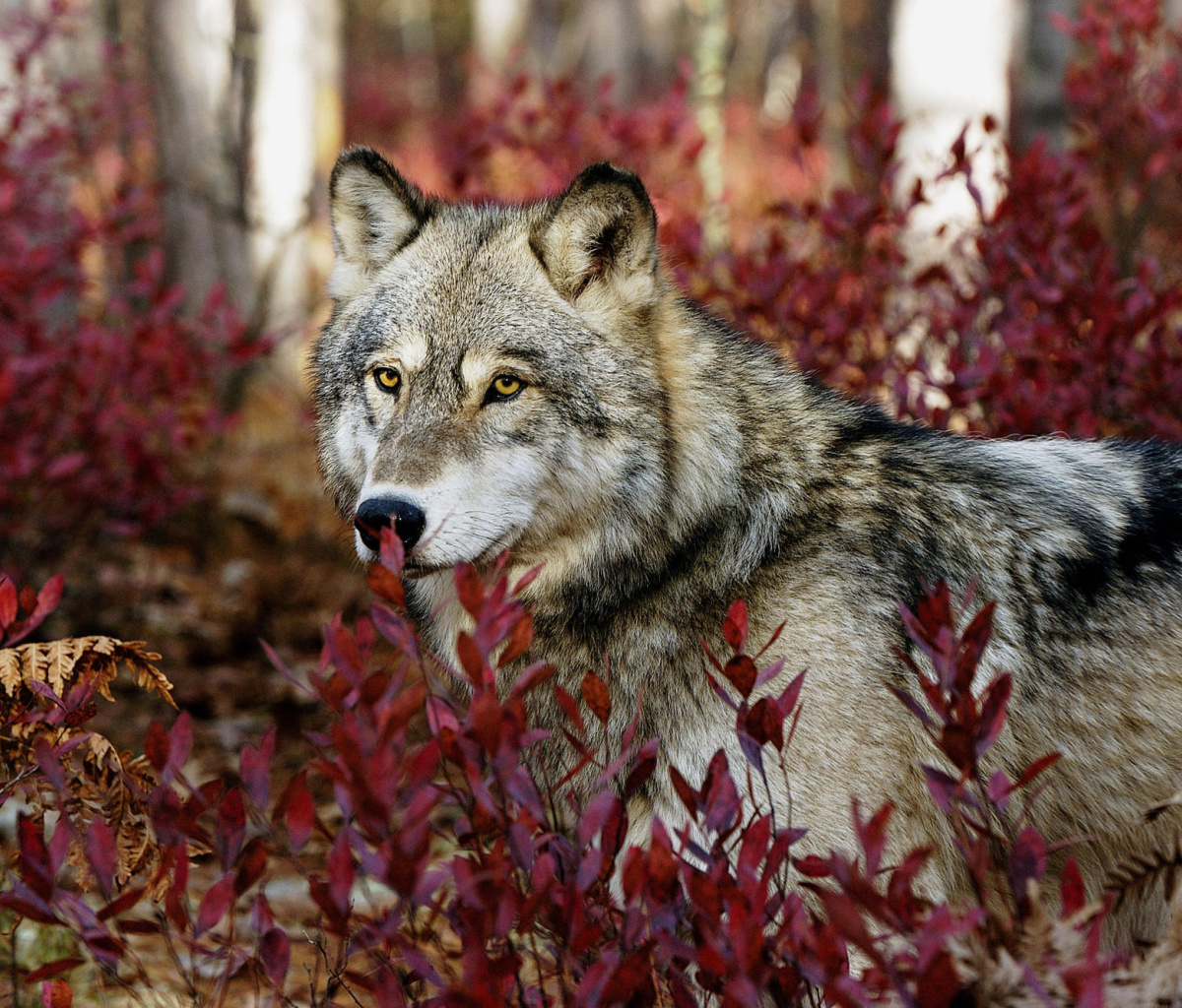 Fondo de pantalla Gray Wolf In USA Forest 1200x1024