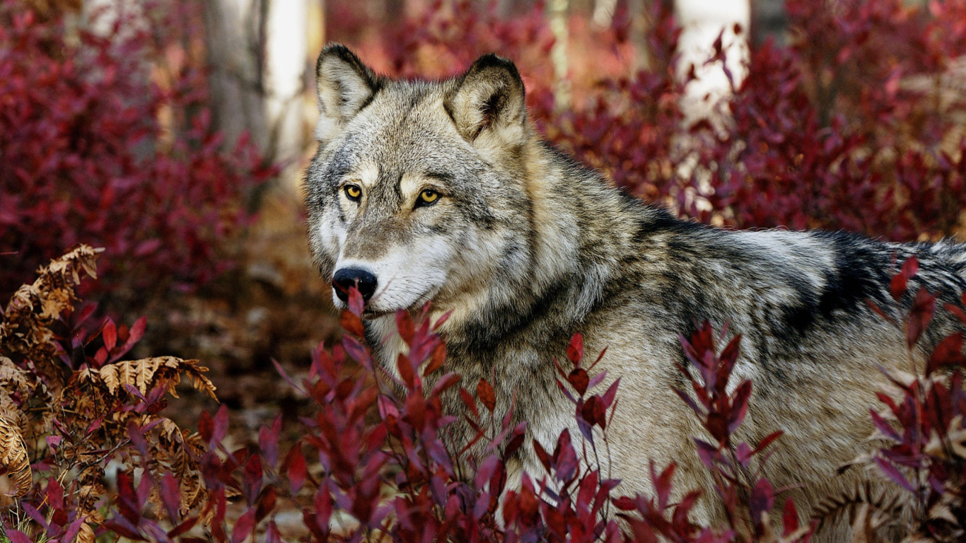 Screenshot №1 pro téma Gray Wolf In USA Forest 1366x768
