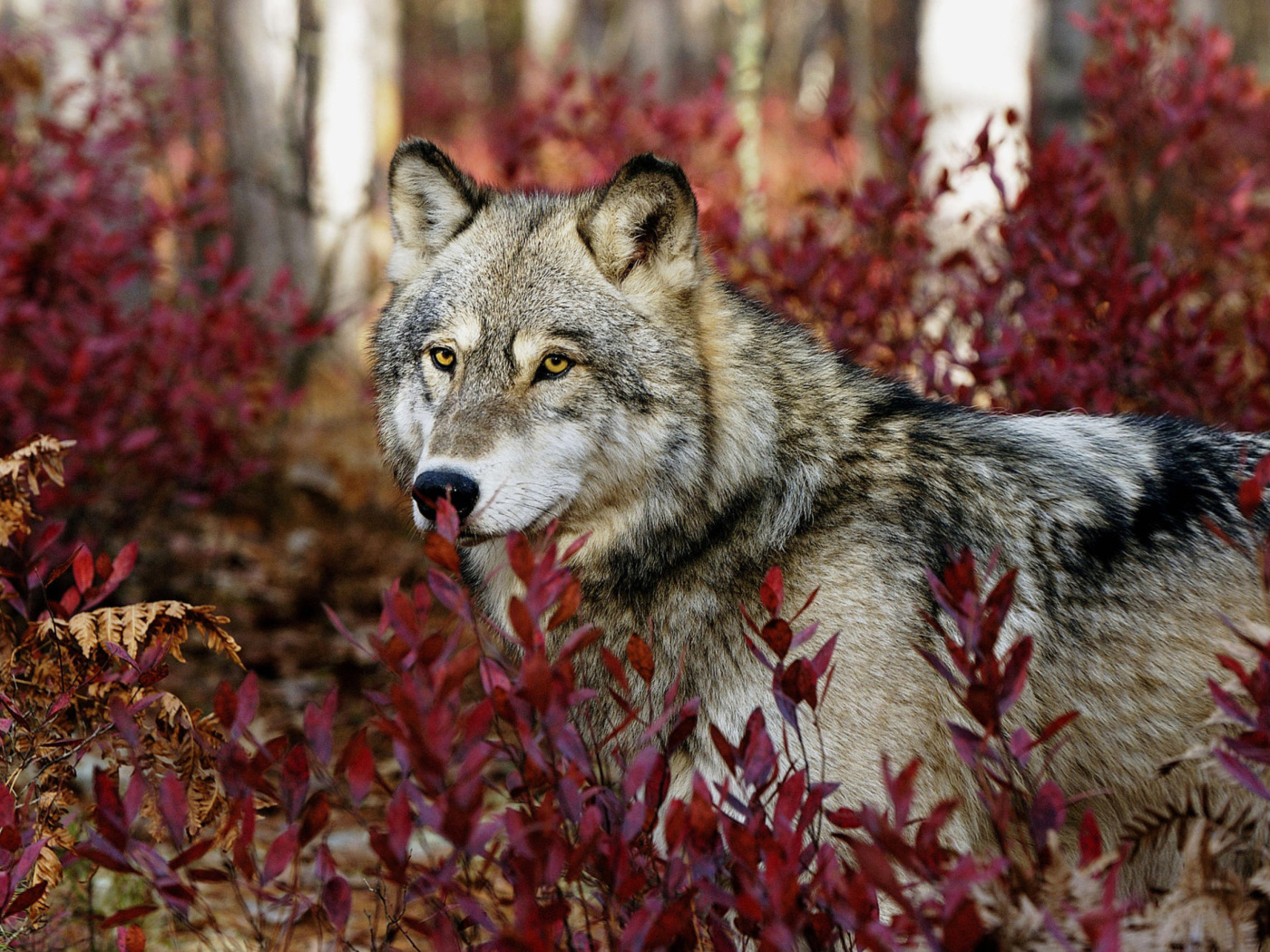 Sfondi Gray Wolf In USA Forest 1400x1050