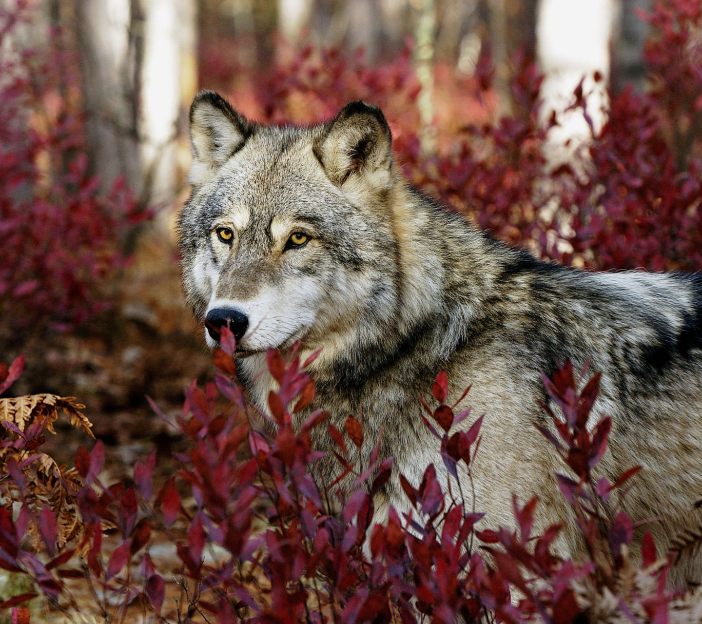 Обои Gray Wolf In USA Forest 1440x1280