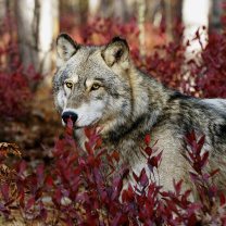 Gray Wolf In USA Forest wallpaper 208x208