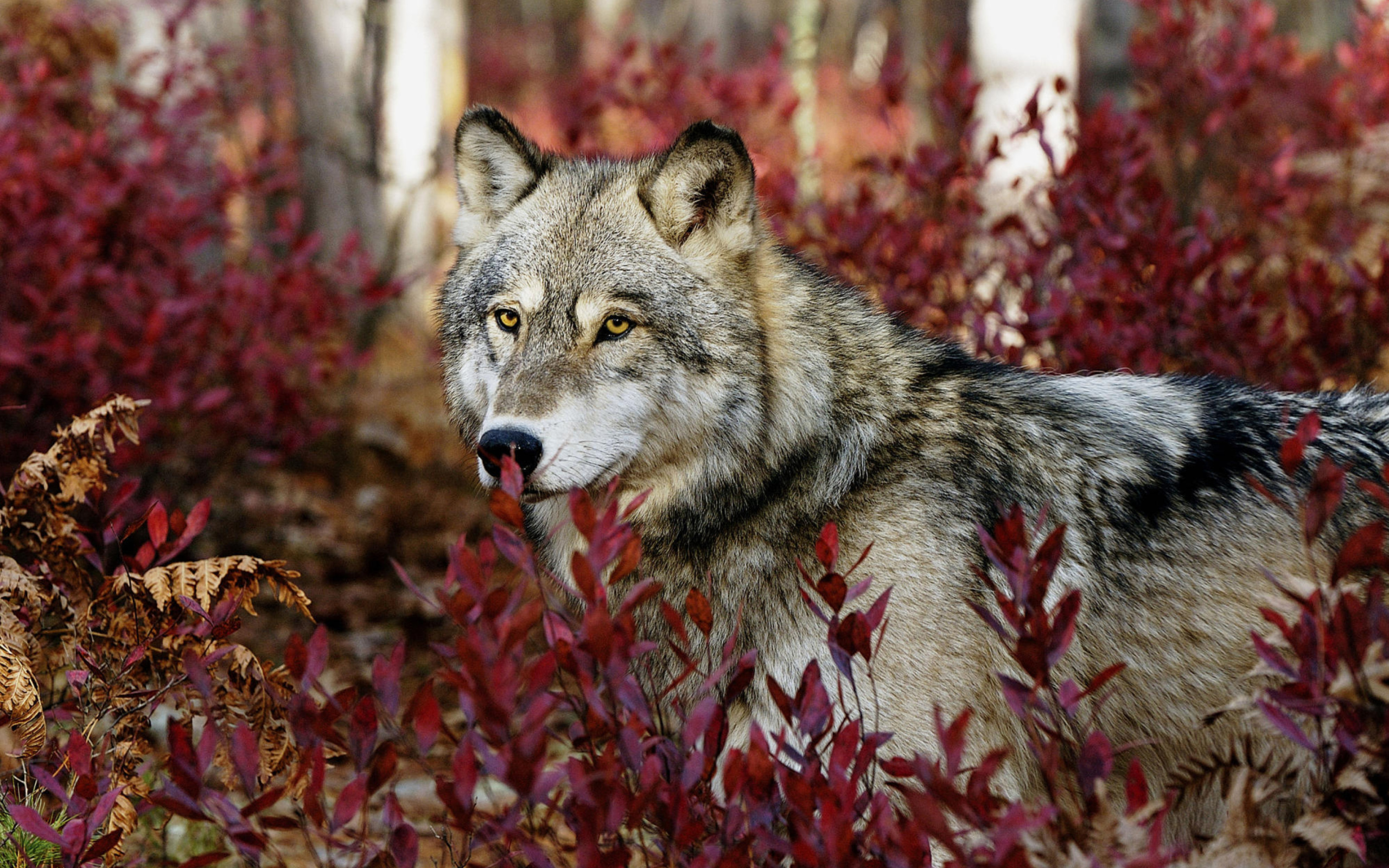 Fondo de pantalla Gray Wolf In USA Forest 2560x1600