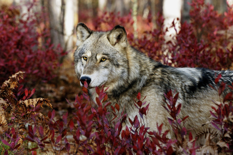 Fondo de pantalla Gray Wolf In USA Forest 480x320