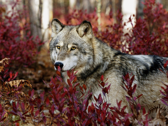 Fondo de pantalla Gray Wolf In USA Forest 640x480