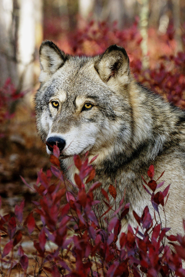 Das Gray Wolf In USA Forest Wallpaper 640x960