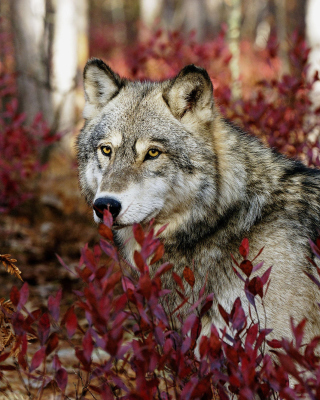 Kostenloses Gray Wolf In USA Forest Wallpaper für iPhone 6