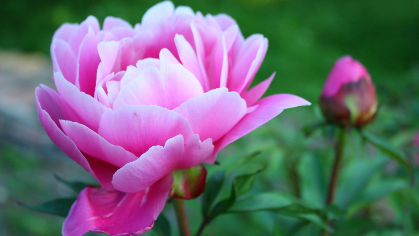 Screenshot №1 pro téma Gorgeous Pink Peony 1366x768