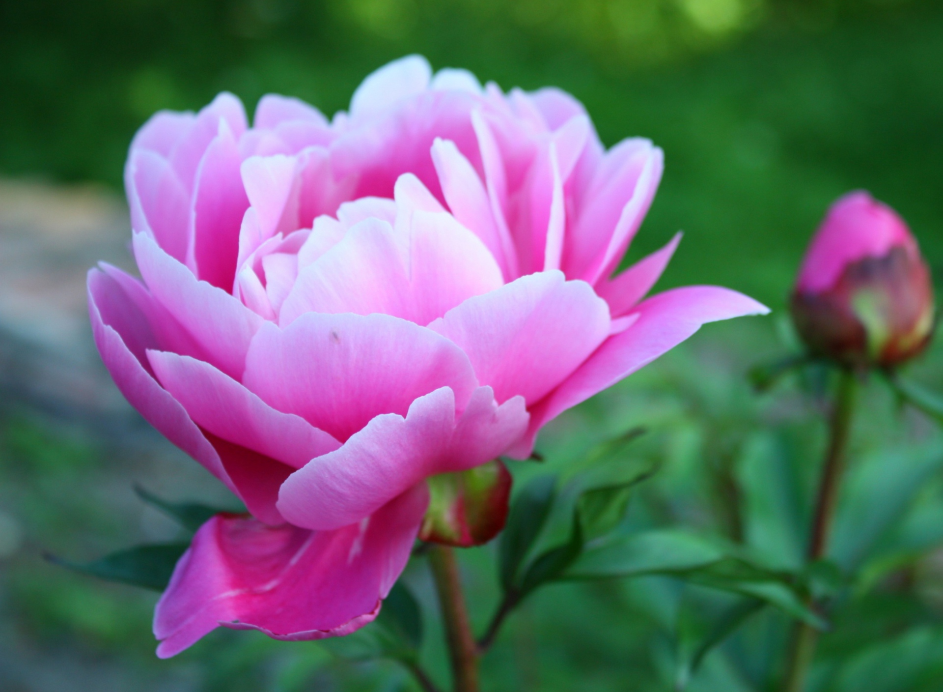 Screenshot №1 pro téma Gorgeous Pink Peony 1920x1408